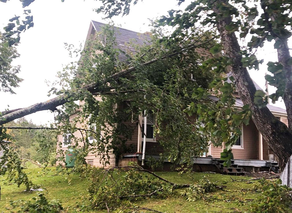Trees coach onto oldest home